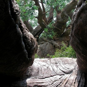 Disney_World_Pics_202
