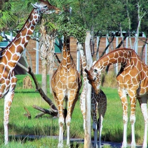 Giraffes