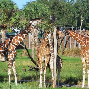 Giraffes