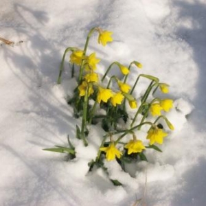 daffodils