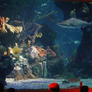 Coral Reef aquarium