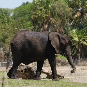 Elephant