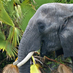 Elephant close-up