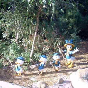 ducks20