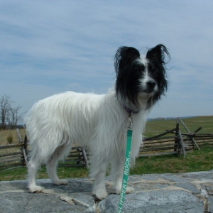 Pebbles @ Antietam