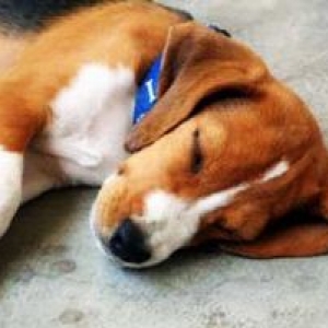 Beagle_FLASH_sleep5-A