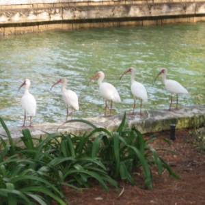 birds