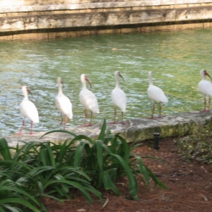 birds2