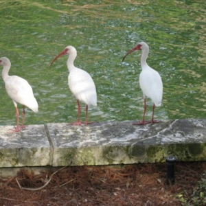 birds3