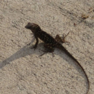 lizard
