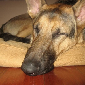 sleepy