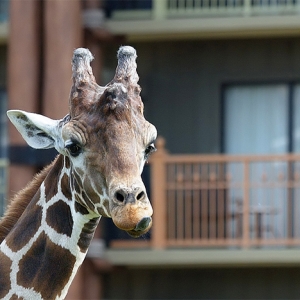 Giraffe at AKL