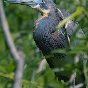 Tri-color heron