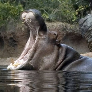 animal kingdom hippo
