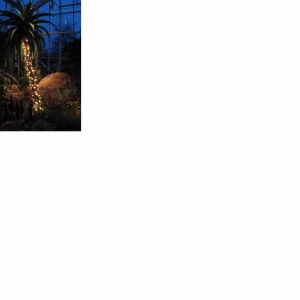 Palm