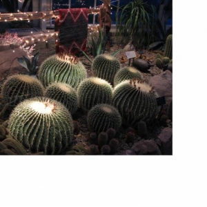 Cactus_larger
