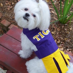 GEAUX LSU Tigers!