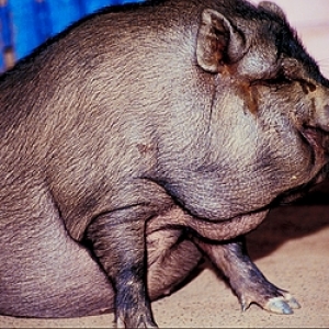 Pot-bellied-pig-14091