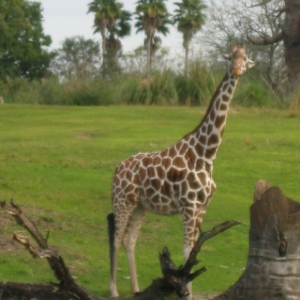 Giraffe