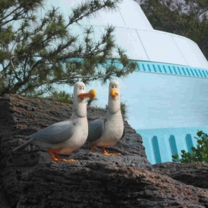 Seagulls_1