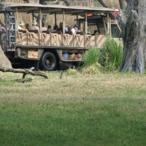 safari3
