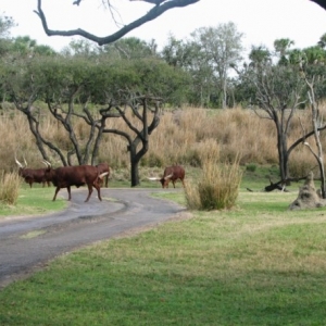 safari4