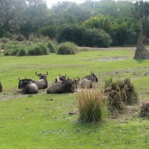 safari5