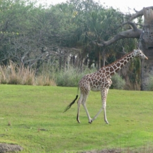 safari7