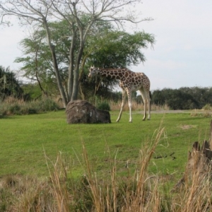 safari10