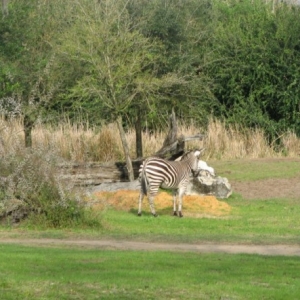 safari13