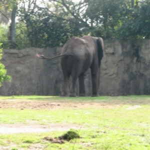 safari8