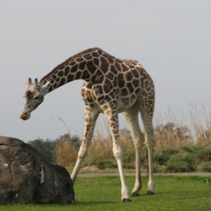 safari9