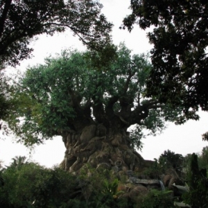 treeoflife2