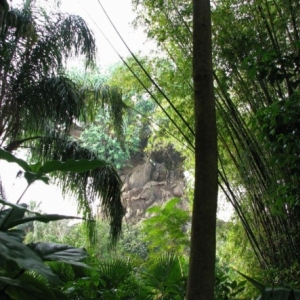 tree_of_life