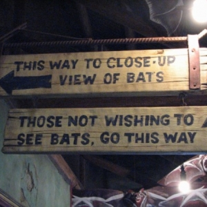 bats