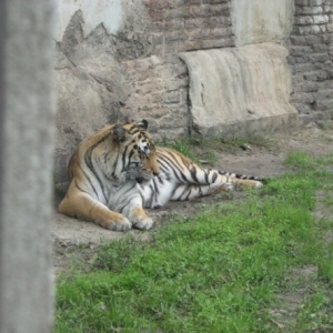 tigers1