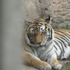 tigers2