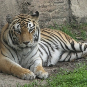 tigers3