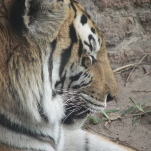 tigers4