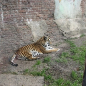 tigers5