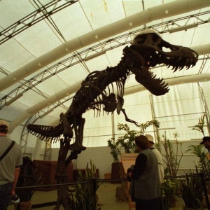 T-Rex