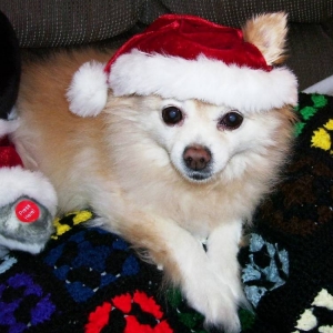Baby at Christmas