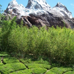 Everest with rice fields