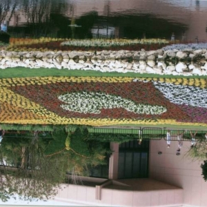 flowersofmickey