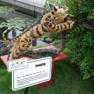 The Chinese Zodiac - Year of the Tiger