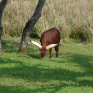 Ankole Cattle