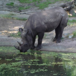 Black Rhinoceros