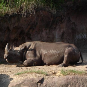 Black Rhinoceros