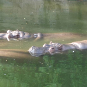 Hippopotamus