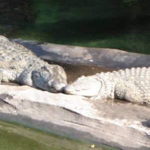 Nile Crocodile